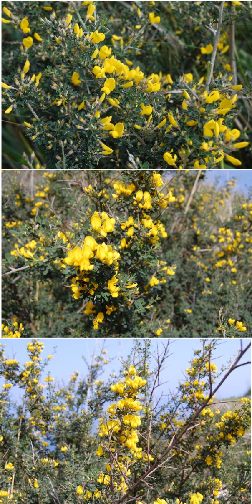 Ginestra - no, Calicotome cfr. villosa